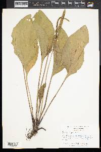 Plantago rugelii image