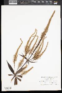 Veronicastrum virginicum image