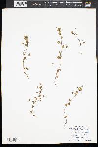 Veronica persica image