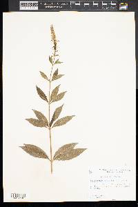 Veronicastrum virginicum image