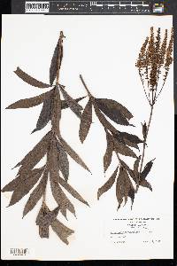 Veronicastrum virginicum image