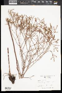 Limonium carolinianum image