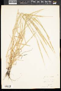 Aegilops cylindrica image