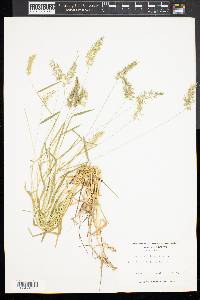 Anthoxanthum aristatum image