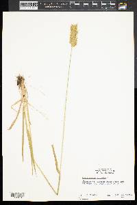 Anthoxanthum odoratum image