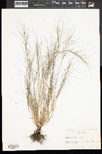 Aristida oligantha image