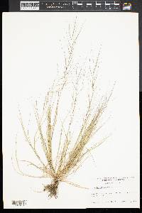 Aristida oligantha image