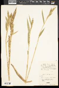 Arundinaria gigantea image