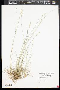 Danthonia compressa image