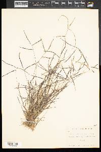 Digitaria ischaemum image