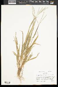 Digitaria ischaemum image