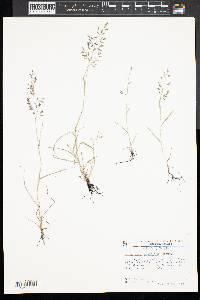 Eragrostis minor image