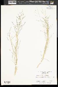 Eragrostis pilosa image