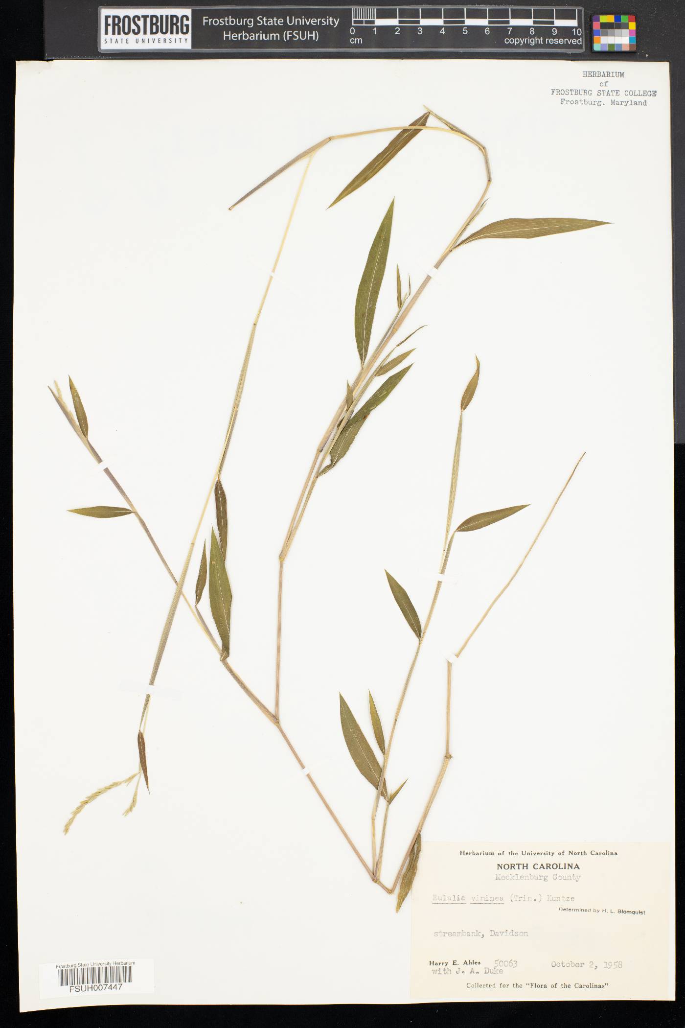 Eulalia viminea image