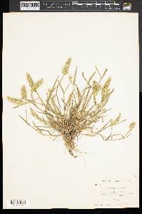 Hordeum murinum image