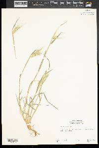 Hordeum murinum subsp. glaucum image