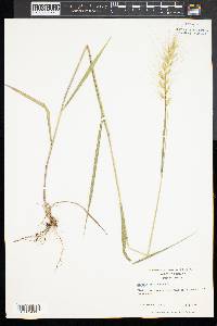 Elymus hystrix image