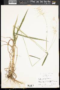 Elymus hystrix image