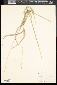 Elymus hystrix image