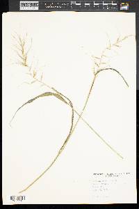 Elymus hystrix image