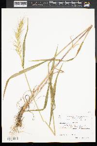 Elymus hystrix image