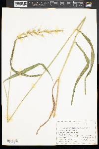 Elymus hystrix image