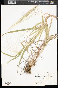 Leptochloa panicea image