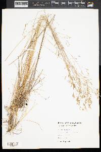 Milium effusum image