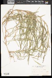 Muhlenbergia frondosa image