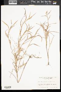 Muhlenbergia frondosa image