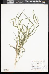 Muhlenbergia frondosa image