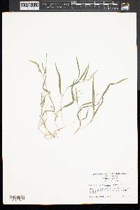 Muhlenbergia frondosa image