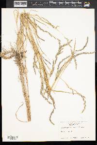 Muhlenbergia mexicana image