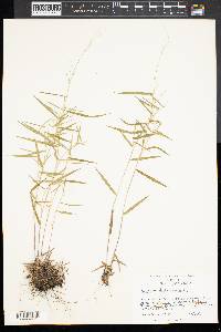 Panicum dichotomum image