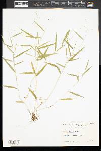 Panicum dichotomum image