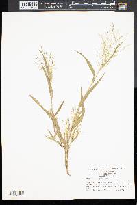 Panicum gattingeri image