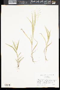 Panicum philadelphicum image