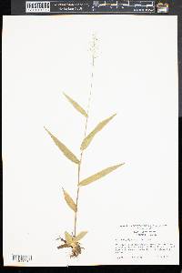 Panicum polyanthes image