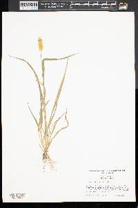 Pennisetum glaucum image