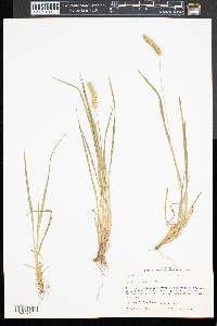 Pennisetum glaucum image