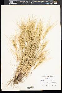 Elymus elymoides subsp. elymoides image