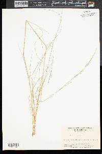 Stipa avenacea image