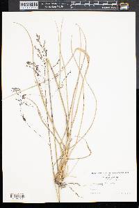 Triodia flava image