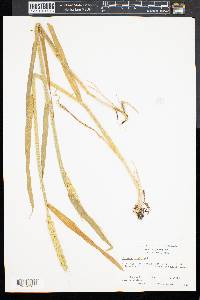 Triticum aestivum image