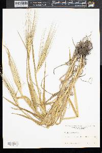 Triticum aestivum image