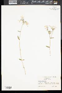 Phlox bifida image