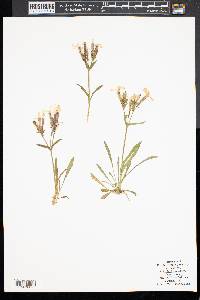 Phlox buckleyi image