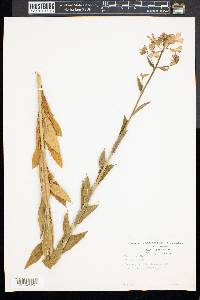 Phlox ovata image