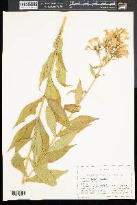 Phlox paniculata image