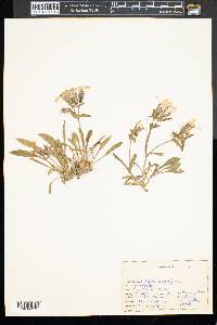 Phlox stolonifera image